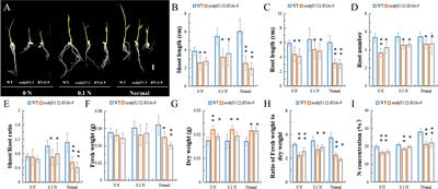 OsDOF11 Affects Nitrogen Metabolism by Sucrose Transport Signaling in Rice (Oryza sativa L.)